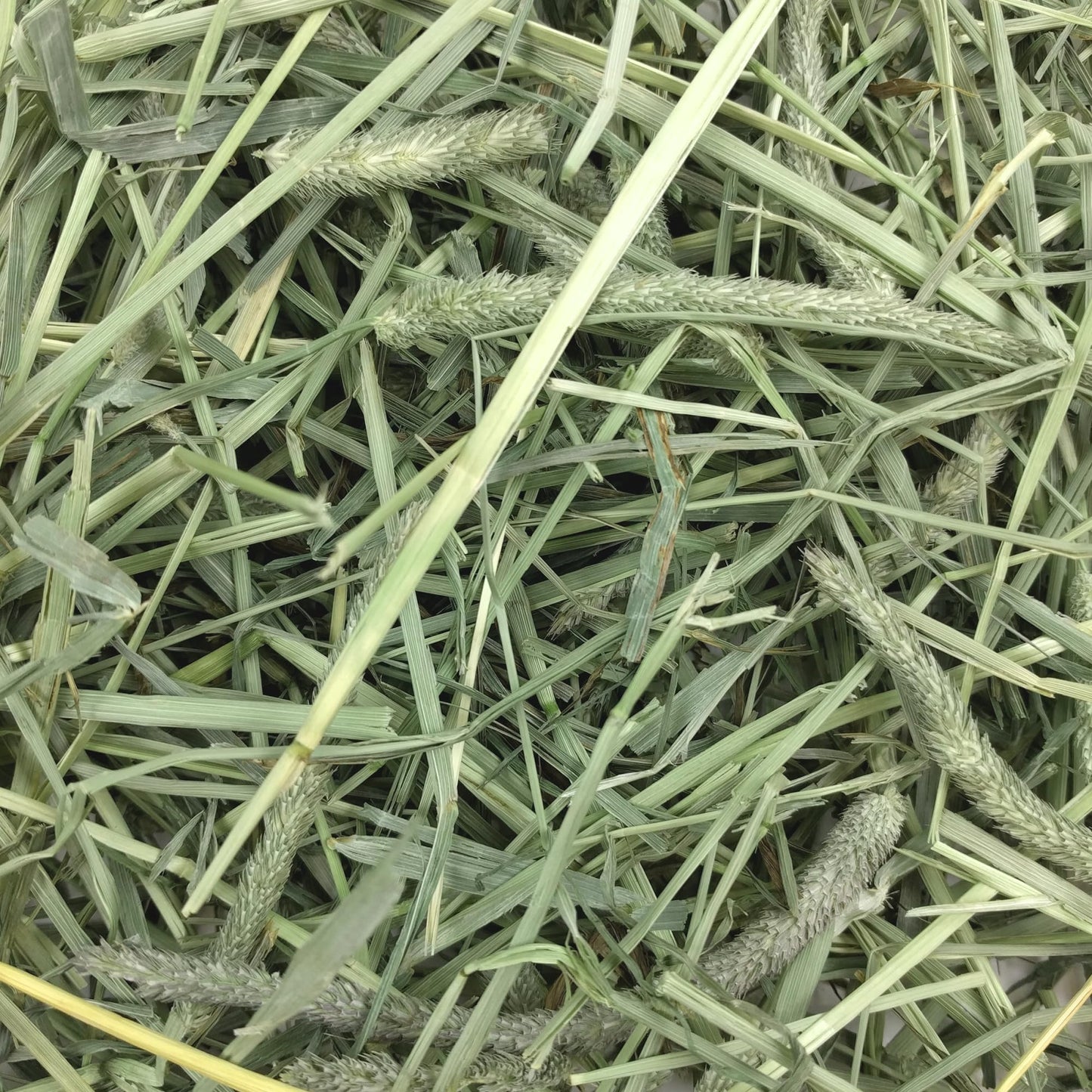 Oxbow Western Timothy Hay for Small Pets – All-Natural Grass Hay for Rabbits, Guinea Pigs, and Chinchillas – High Fiber for Digestive Health and Dental Support – 40 oz Bag