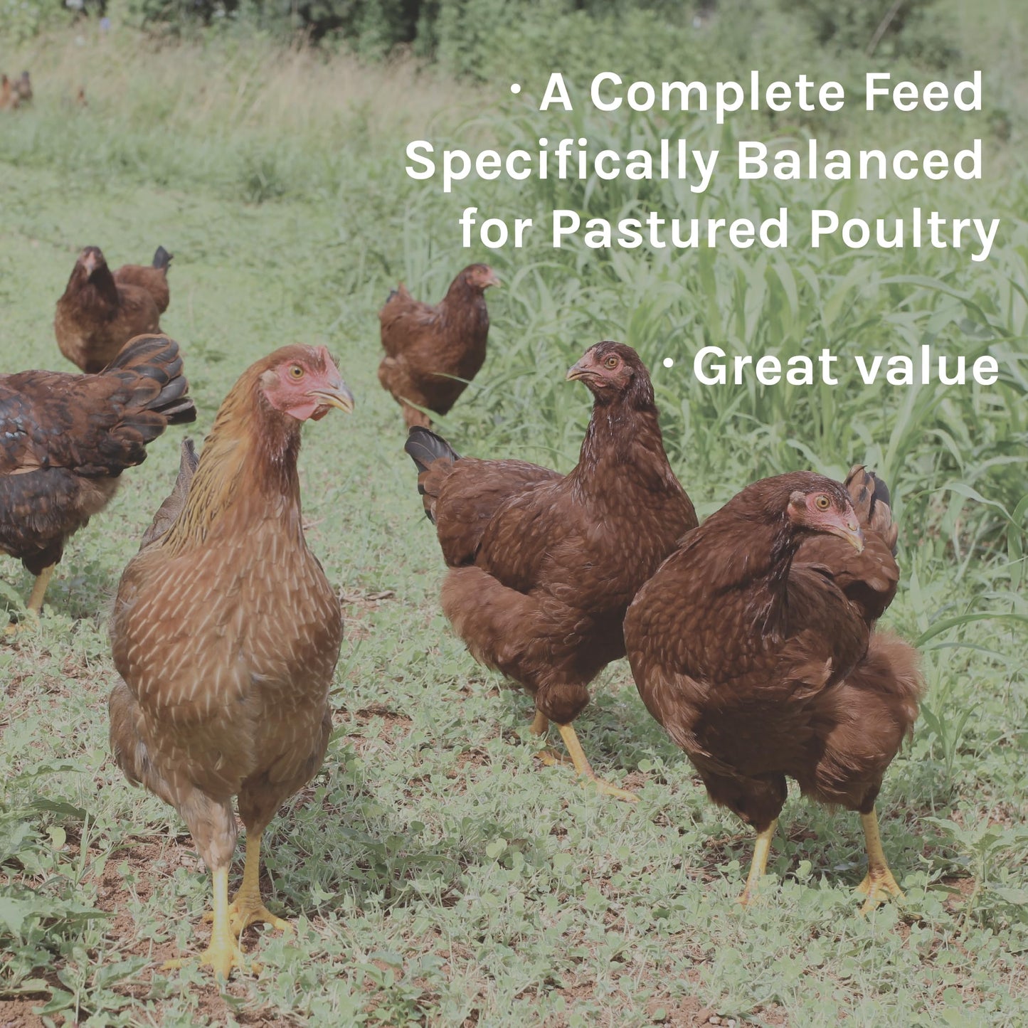 New Country Organics I Pastured Perfect Layer Feed for Laying Hens | Corn-Free and Soy-Free | 17% Protein | Certified Organic and Non-GMO | 40 lbs