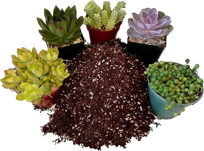 Fat Plants San Diego Premium Cacti and Succulent Potting Mix Soil - for Cactus Palm Tree Citrus Plant Grown in Gardening Containers - Indoors & Outdoors Use - with Natural Food/Fertilizer