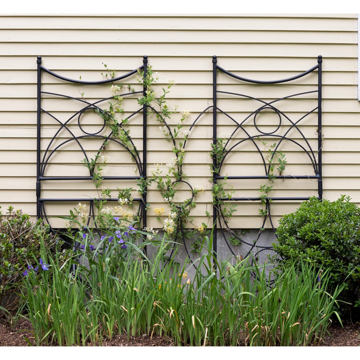 Aurora Trellis