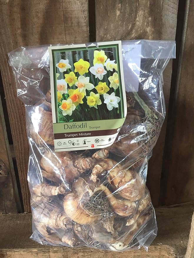 10 Daffodil Trumpet Mixture