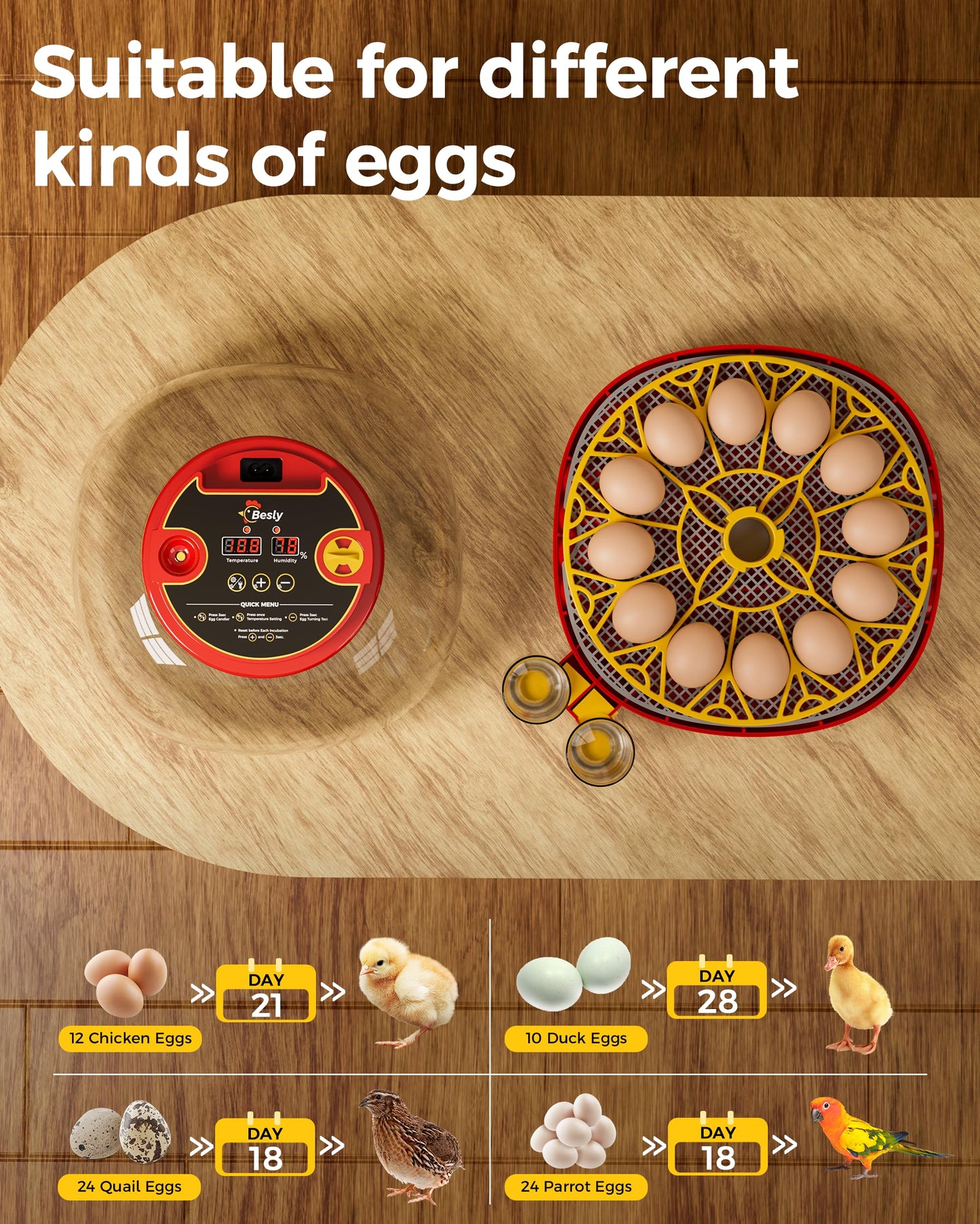 Incubator for Hatching Eggs,Automatic Turning,Temperature and Humidity Control Display,360° Viewing for Chicken, Duck, Quail Eggs, Ideal for Farm, Classroom, Home Use,2025 Upgraded 12 Egg Incubators