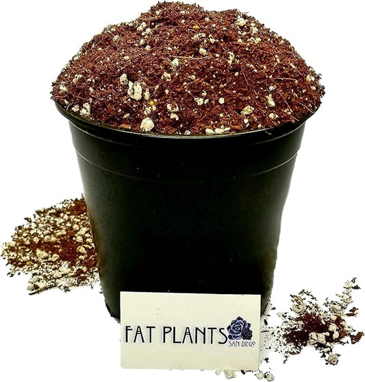 Fat Plants San Diego Premium Cacti and Succulent Potting Mix Soil - for Cactus Palm Tree Citrus Plant Grown in Gardening Containers - Indoors & Outdoors Use - with Natural Food/Fertilizer