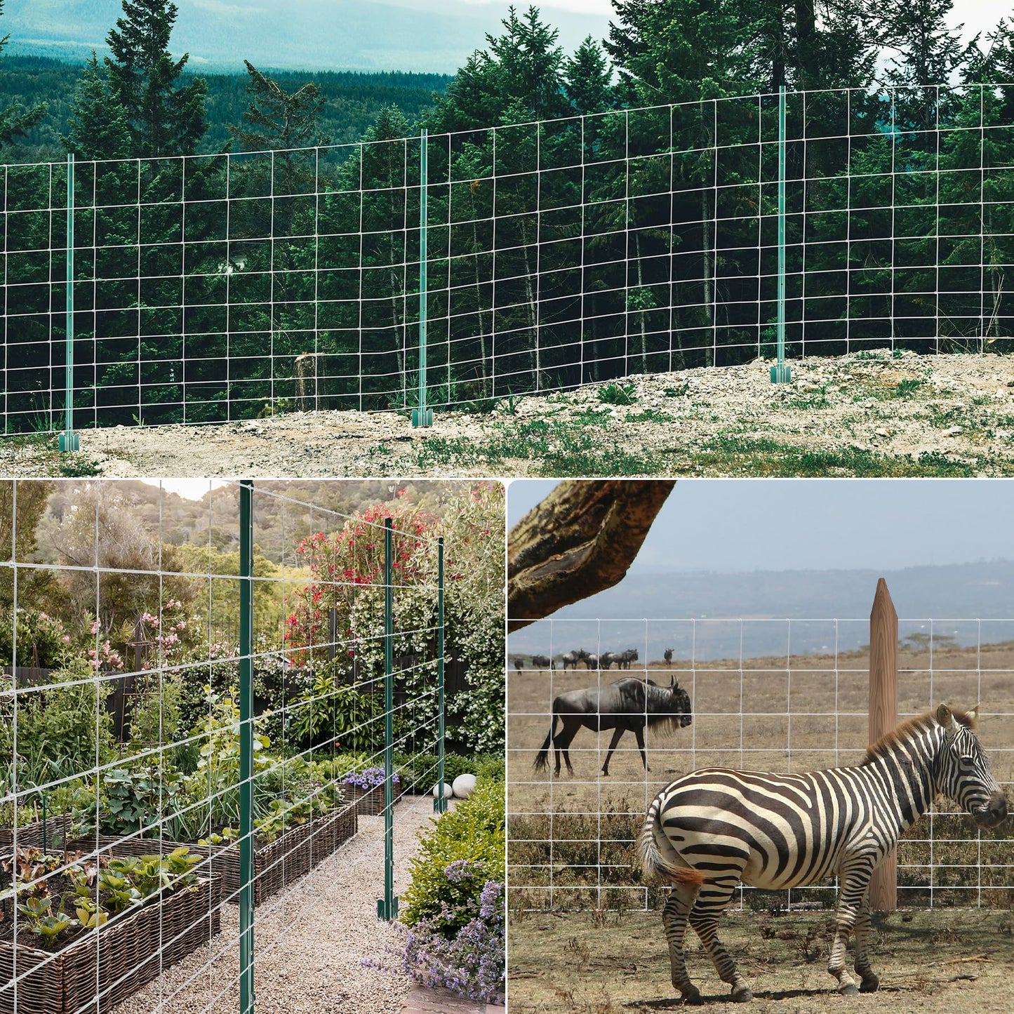 Toriexon Farm Fence 4FT x 164FT, Livestock Fence, Goat Fence, Galvanized Cattle Fence, Heavy Zinc Coating Wire Fencing, Hog Wire Fencing Perfect for Pest Control, Livestock & Animals Protection