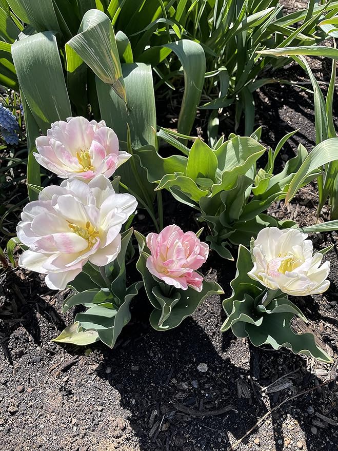 20 Angelique Tulip Bulbs- Double Late, New!!