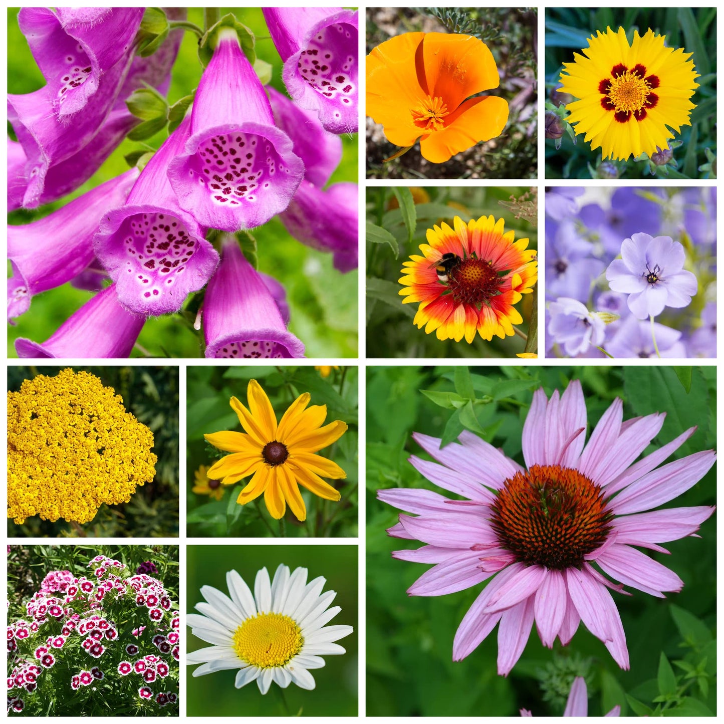 Wildflower Seeds Bulk - Meadow Wildflower Seed Mix, 5 Lbs Bulk, Annual & Perennial Wildflowers Seeds for Planting, Wild Flower & Grass Garden Mixture, Mountain Valley Seed Company