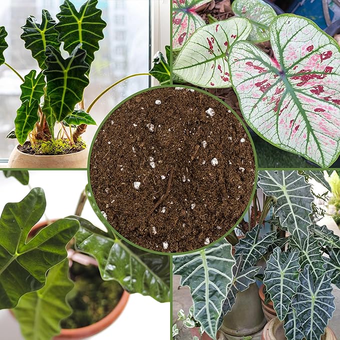 Elephant Ear Potting Soil Mix (8 Quarts), Colocasia and Alocasia Potted Plant Blend