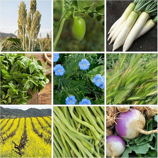 No-Till Forage Friendly Cover Crop Seed Mix – 5 lb, Covers 1,000 Sq. Ft. – 9 Winter-Kill Varieties for Spring, Summer & Fall – Non-GMO Planting Seeds