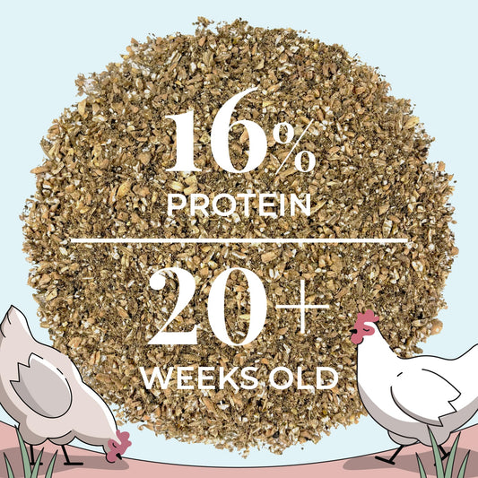 Mile Four Organic Chicken Feed – Layer Mash, Non-GMO, USA Grown, 16% Protein, Corn-Free, Soy-Free, Non-Medicated Feed for Chickens, 2 lbs Sample