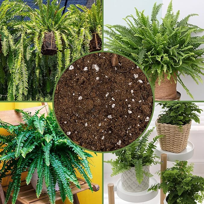 Fern Plant Potting Soil Mix (2 Quarts), Custom Hand Blended Mixture for Indoor/Outdoor Container Gardening