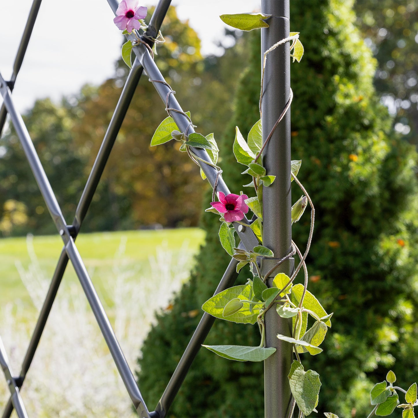 Lattice Tunnel Arbor