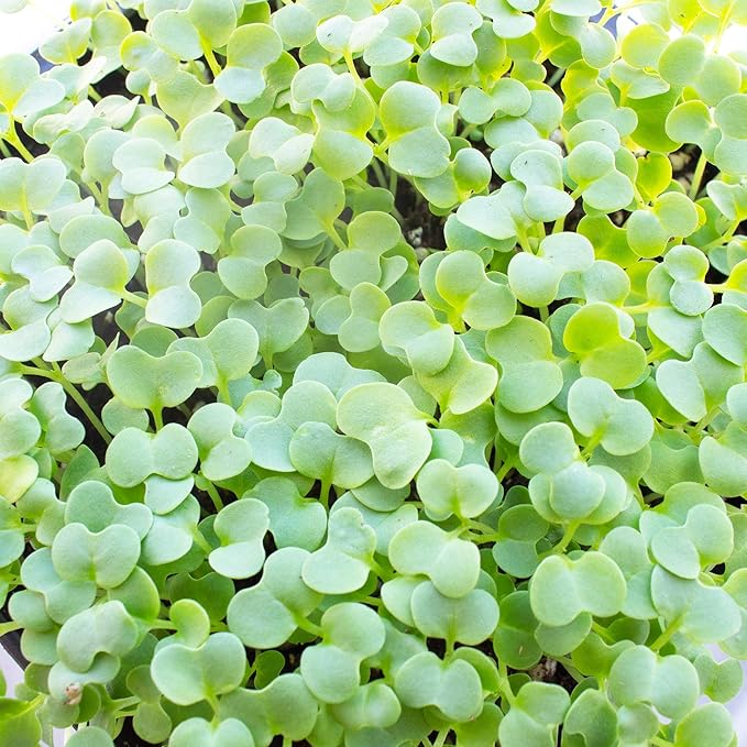 Green Mustard Microgreens Seeds - 1 Oz ~18,000 Seeds - Grow Non-GMO Micro Mustard Herb Greens - Premium Seed - High Germination Rate