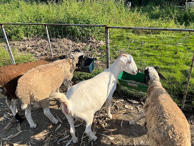 Large Feed Trough and Goat Feeder - 2 Pack Hanging Feeder with Clips, Waterer Bucket, Fence Feed Trough, Goat Supplies, 10 Quart