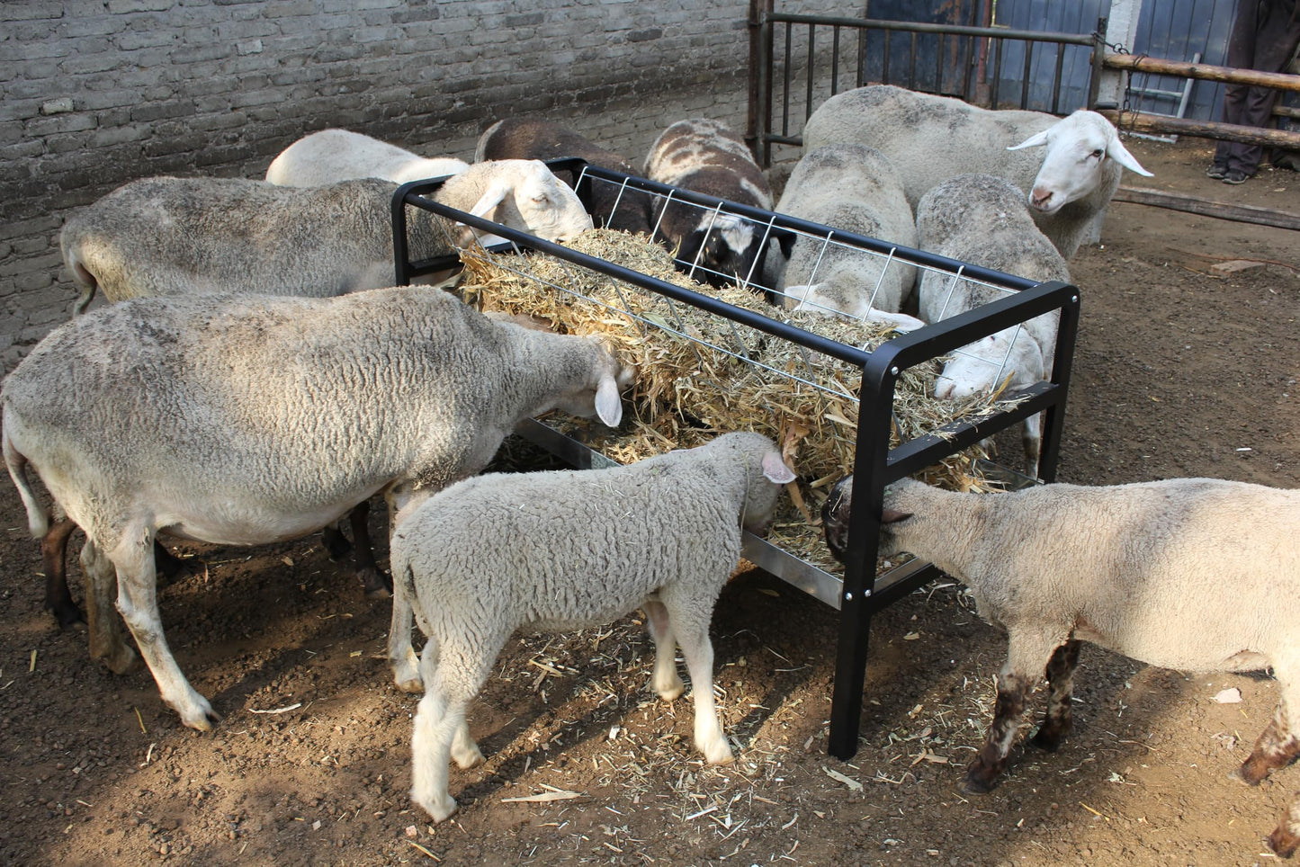 Goat Hay Feeder with Rack, Pasture Hay Grain Feeder for Goats, 59 in Long Outdoor Hay Rack Feeder 2 in 1 with All Steel Frame for Goat,Sheep, Horse, Small Livestock