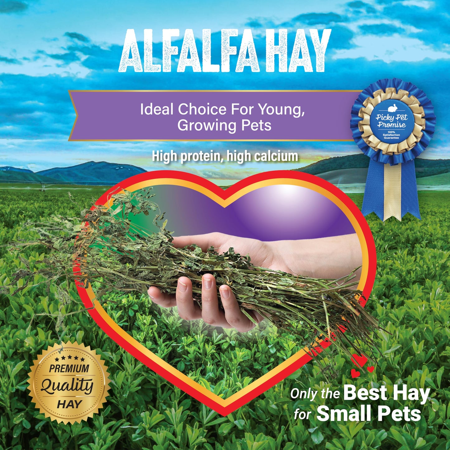 Small Pet Select Alfalfa Hay Pet Food for Young Rabbits, Guinea Pigs, Chinchillas, Tortoises and Other Small Animals, Easy to Store Box, 10 LB