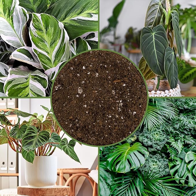 Soil Sunrise Tropical House Plant Potting Mix (8 Quarts); Ideal for Indoor/Outdoor Container Gardening
