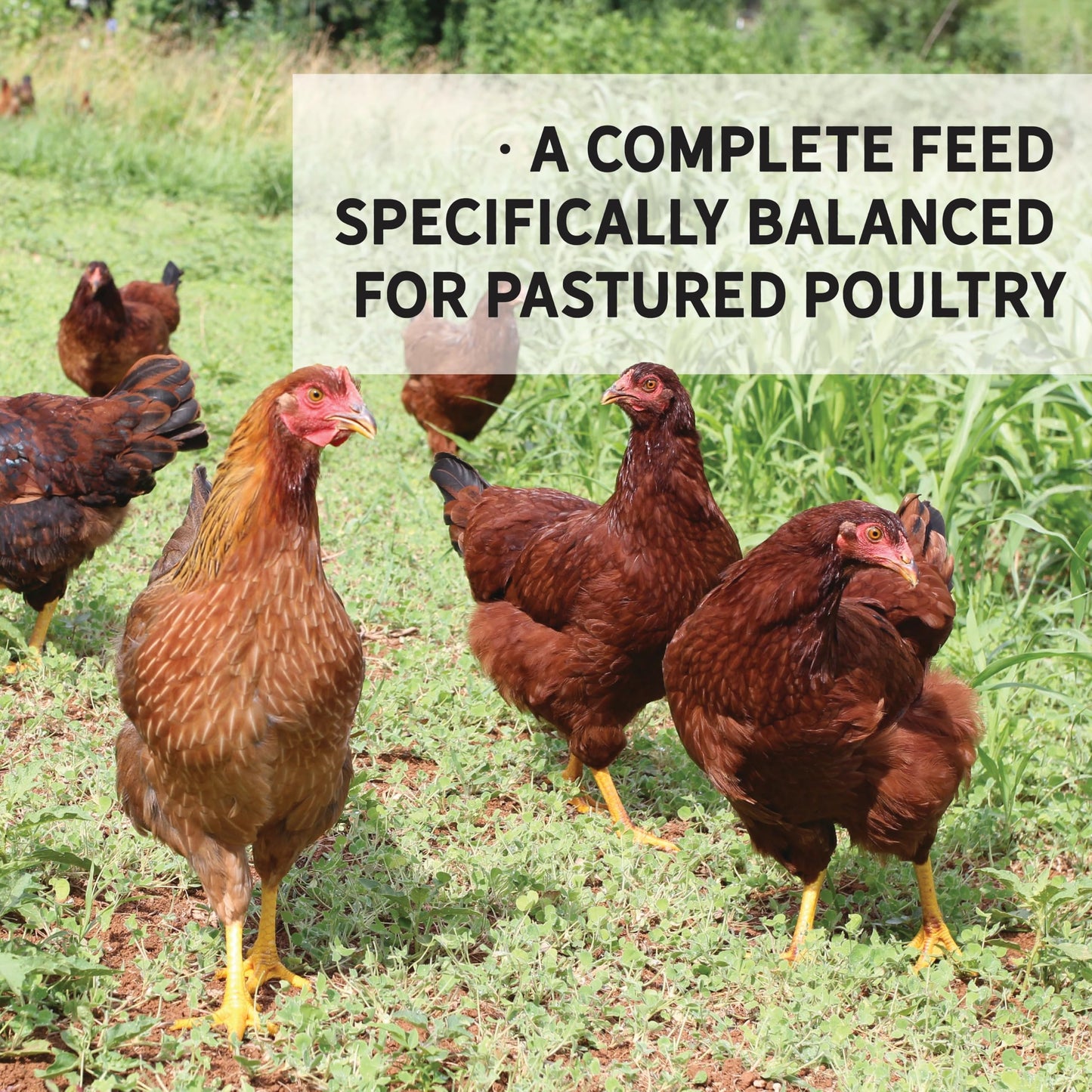 New Country Organics | Pastured Perfect Grower/Broiler Feed for Growing Chickens | Corn-Free and Soy-Free | 19% Protein | Certified Organic and Non-GMO | 40 lbs