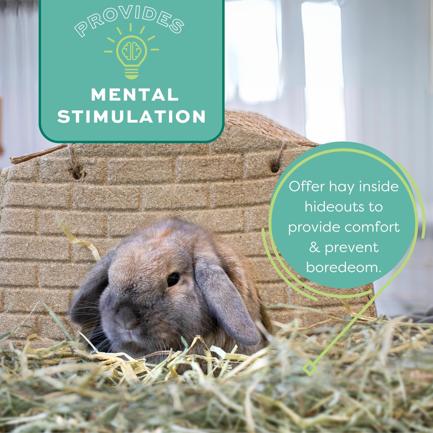 Oxbow Animal Health Western Timothy Hay, Bunny Food, All Natural Hay for Rabbits, Guinea Pig, Chinchillas, Hamsters & Gerbils, Rabbit Treats, Veterinarian Recommended, 15 oz.