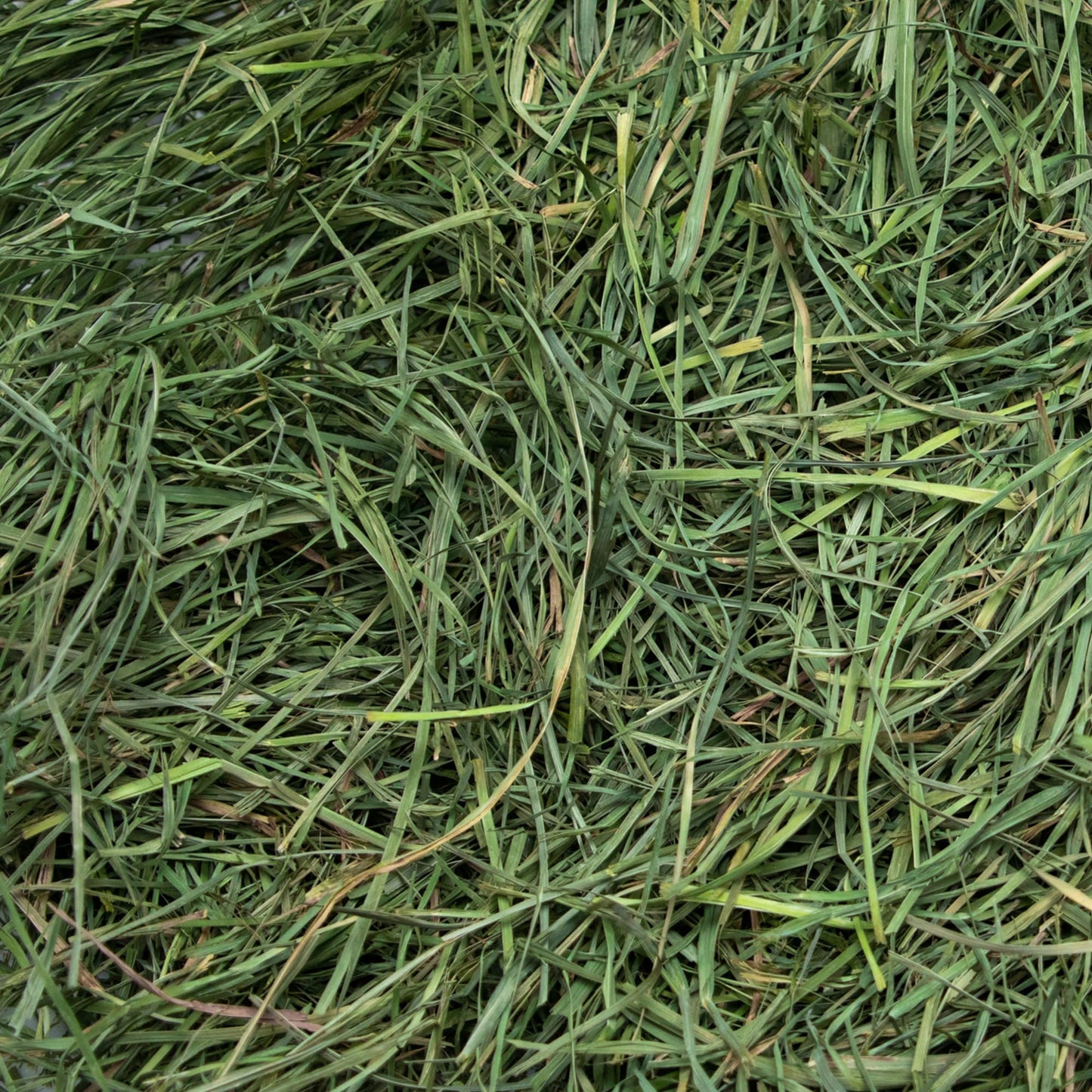 Rabbit Hole Hay - Ultra Premium Soft Orchard Grass for Small Pets - 12 oz Bag - Soft & Nutritious