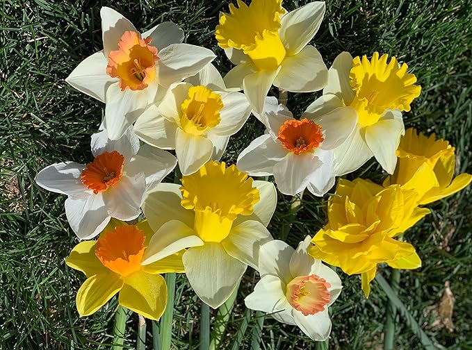 10 Daffodil Trumpet Mixture