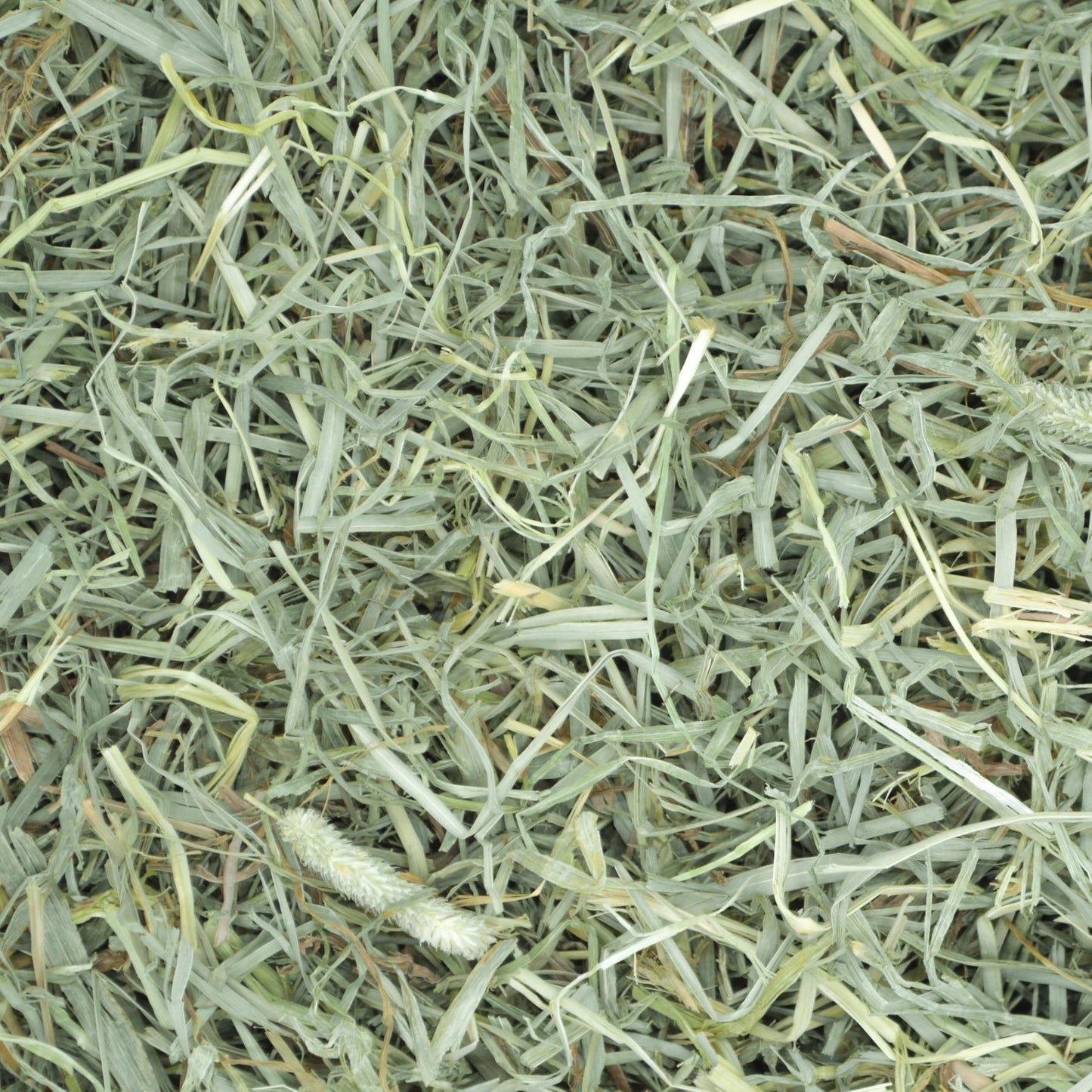Oxbow Prime Cut Soft & Lush Timothy Hay, Premium Hays for Rabbits, Guinea Pigs, and Chinchilla, High-Fiber Hay, Rabbit Dental Health, 20oz