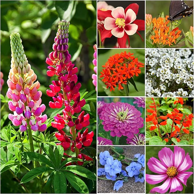Seed Needs Wildflower Seeds Hummingbird and Butterfly Seed Mix | 10 Packs (1 Ounce Each) No Filler 23 Varieties Garden Seeds Annual & Perennial Species | Pollinator Attracting Flower Seed | Bulk