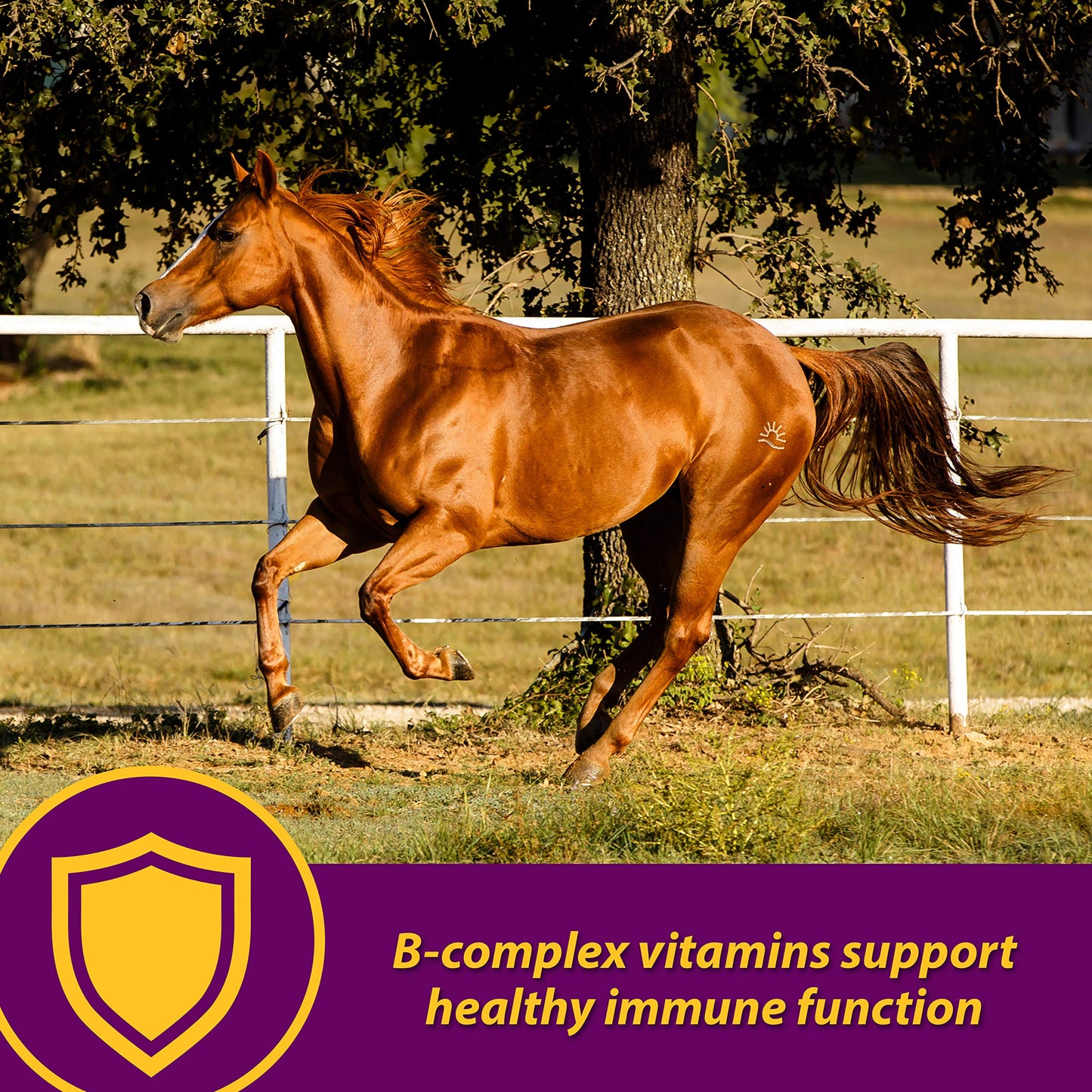 Farnam Horse Health Red Cell Pellets, Vitamin-Iron-Mineral Supplement for Horses, Helps Fill Important Nutritional Gaps in Horse's Diet, 4 lbs., 64-Day Supply