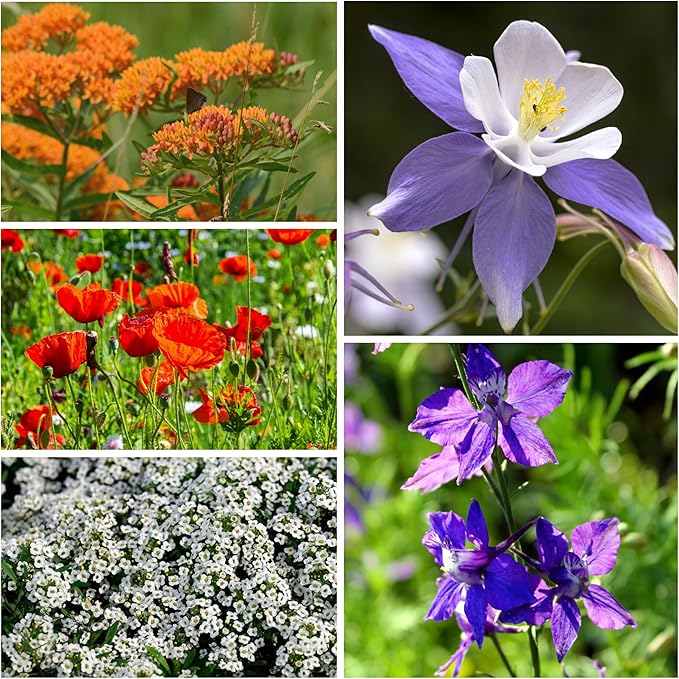 Seed Needs Flower Seeds Hummingbird and Butterfly Seed Mix 1 Ounce No Filler | 23 Varieties Garden Seeds Annual & Perennial Species | Pollinator Attracting Flowering Seed | Bulk Resealable Package