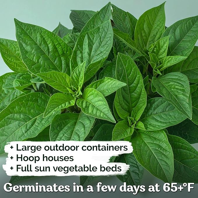 KVITER 3000 Egyptian Spinach Seeds - Molokhia (Corchorus Olitorius) – Jute Leaves, Ewedu, Rau Day, Saluyot Vegetable Seed – Non GMO & Heirloom Vegetable Seeds for Planting Outdoors & Indoors