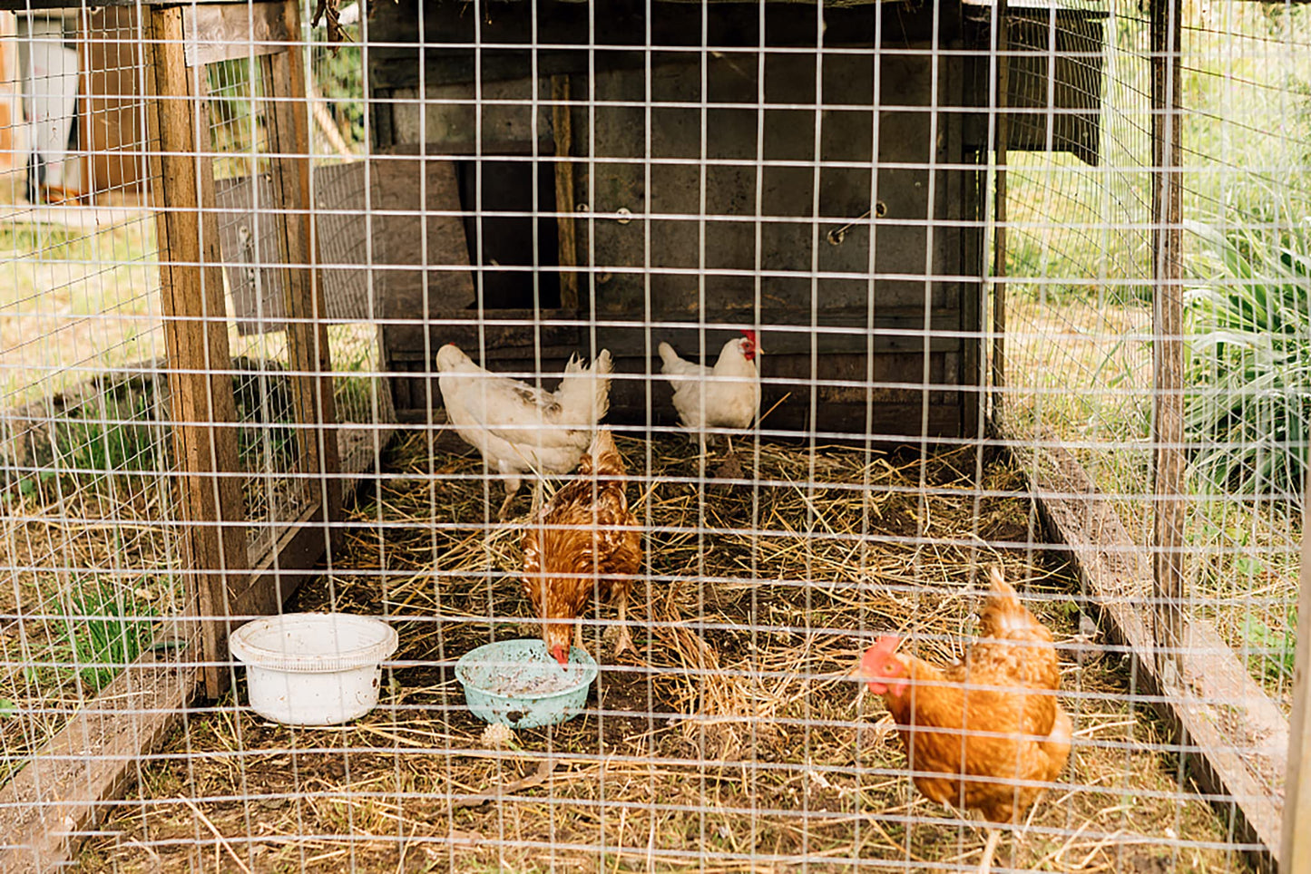 Gareinwuds Hardware Cloth for Chicken Wire Fencing of Chicken Coop-1/2in Mesh AWG 19 Gauge 48in x 100ft Hot-Dip Galvanized Wire Mesh Roll-Raccoon Proof Rabbit Cages, Poultry Runs, Fencing for Gardens