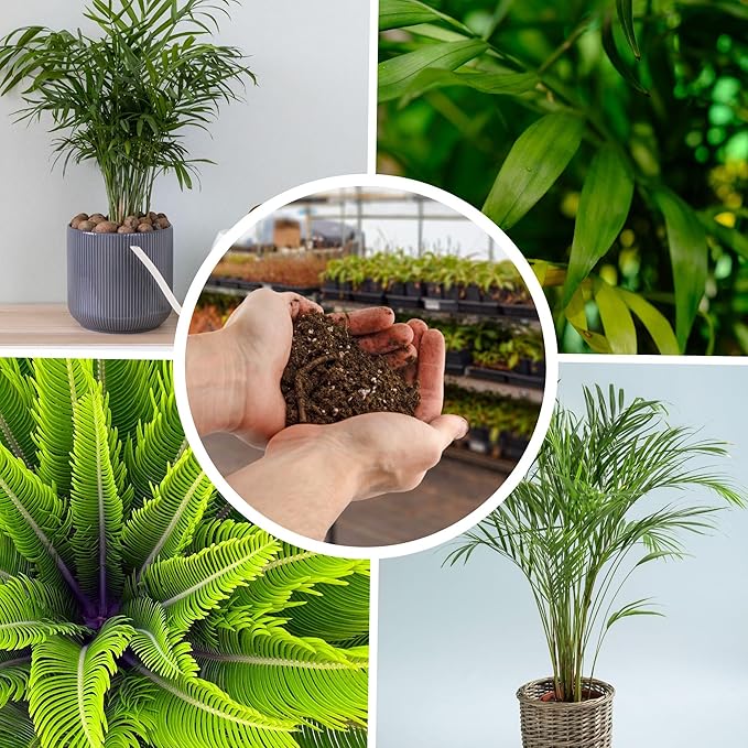 Palm Tree Potting Soil (8 Quarts), All Purpose Mix for Growing Indoor Palm Plants