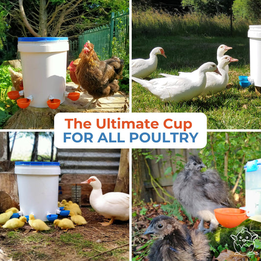Lil'Clucker Large Automatic Chicken Waterer Cups | Chicken Water Feeder Suitable for Chicks, Duck, Goose, Turkey and Bunny | Poultry Water Feeder Kit (Orange, 5-Pack)