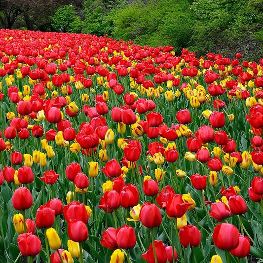 Eden Brothers Tulip Bulbs, Red Impression, 10 Bulbs | Perennial Flowers, Spring or Fall Planted, Full Sun, Indoor Forcing or Outdoor Planting, Easy-to-Grow | Zones 3, 4, 5, 6, 7, 8