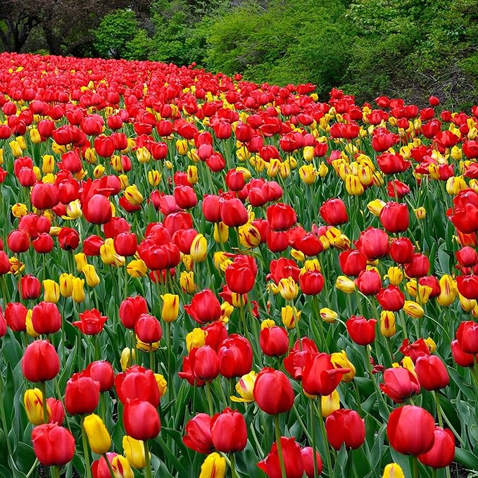 Eden Brothers Tulip Bulbs, Red Impression, 10 Bulbs | Perennial Flowers, Spring or Fall Planted, Full Sun, Indoor Forcing or Outdoor Planting, Easy-to-Grow | Zones 3, 4, 5, 6, 7, 8