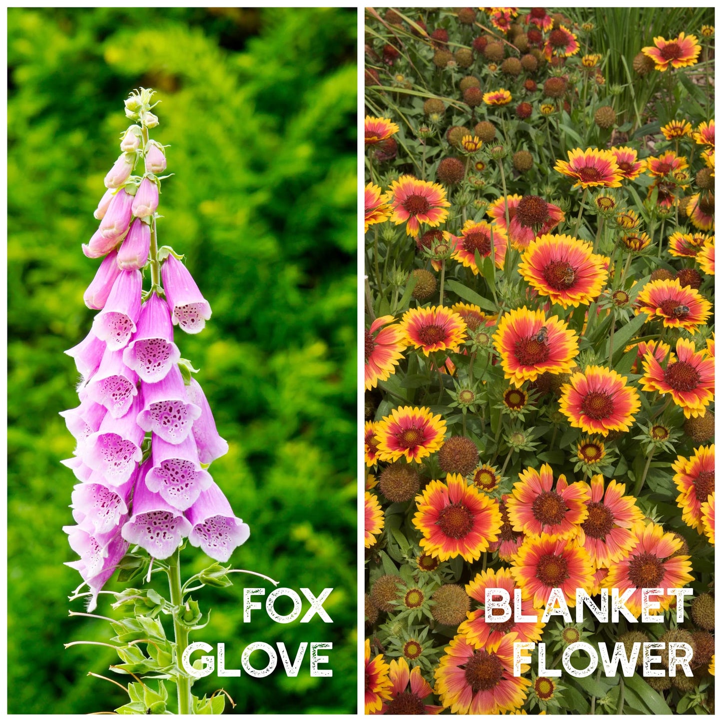 Wildflower Seeds Bulk - Meadow Wildflower Seed Mix, 5 Lbs Bulk, Annual & Perennial Wildflowers Seeds for Planting, Wild Flower & Grass Garden Mixture, Mountain Valley Seed Company