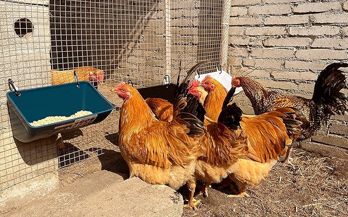 Chicken Feeder Waterer, Goat Feeder - 3 Pack, 5.5 Quart, for Goats Chickens Duck Sheeple Dogs Piglets Deers Gooses, Turkeys, Goat Supplies