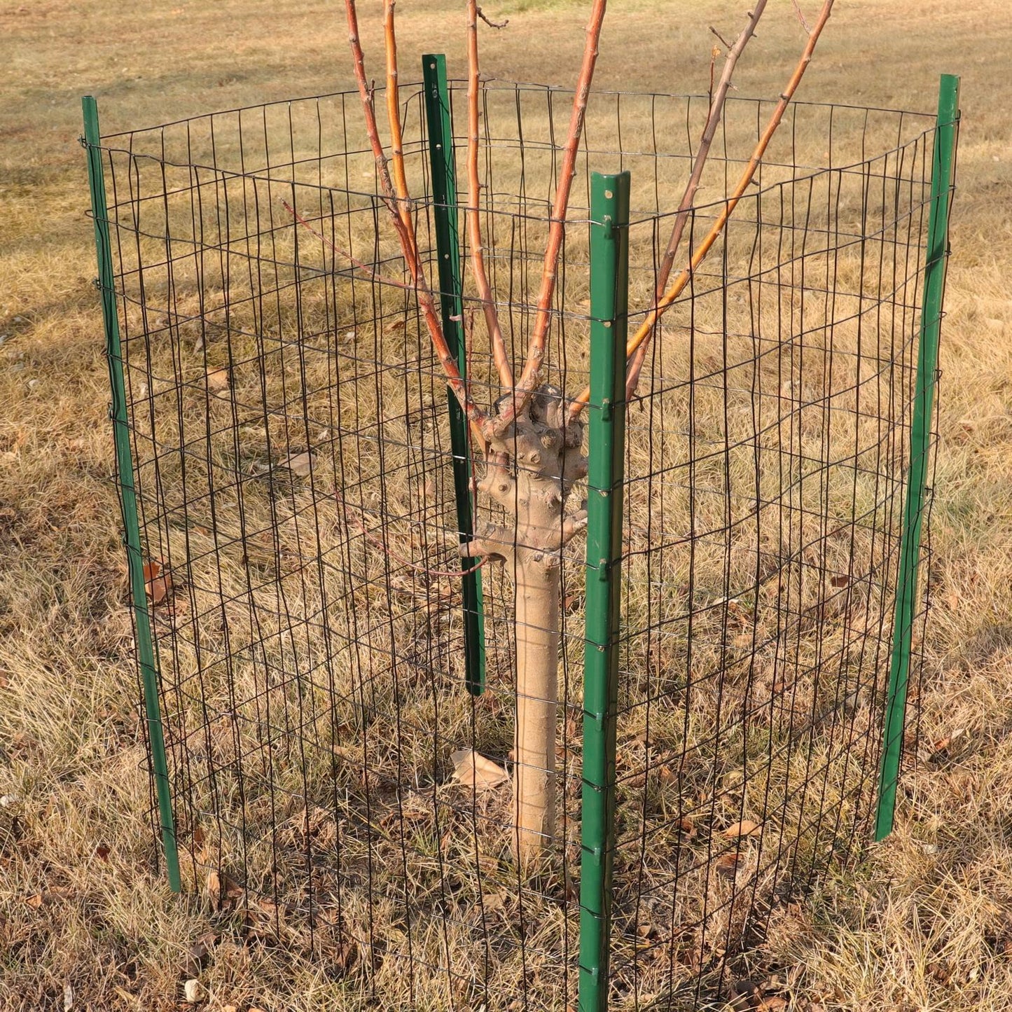 FOREHOGAR Black PVC Coated Welded Wire Fence 36 Inch x 25 Foot, 2 Inch x 3 Inch 16GA, Garden Border Fencing Roll Vinyl Coating Metal Wire Mesh for Yard Vegetable Plant Protection Poultry Netting