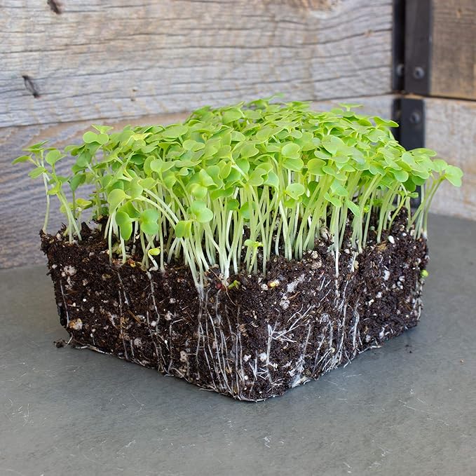 Green Mustard Microgreens Seeds - 1 Oz ~18,000 Seeds - Grow Non-GMO Micro Mustard Herb Greens - Premium Seed - High Germination Rate