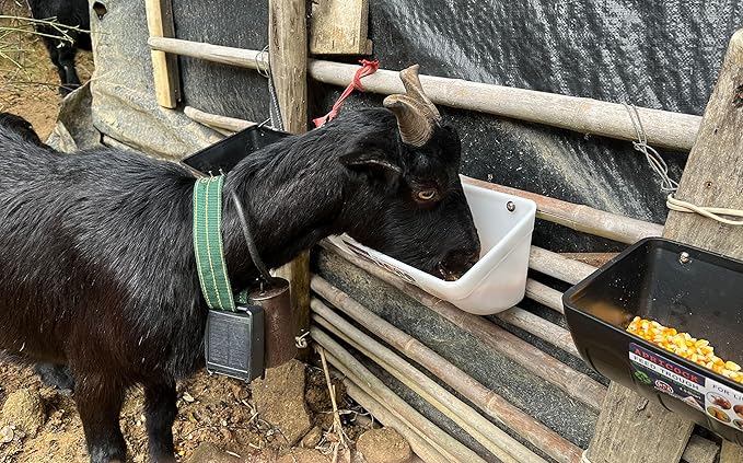 Chicken Feeder Waterer, Goat Feeder - 3 Pack, 5.5 Quart, for Goats Chickens Duck Sheeple Dogs Piglets Deers Gooses, Turkeys, Goat Supplies