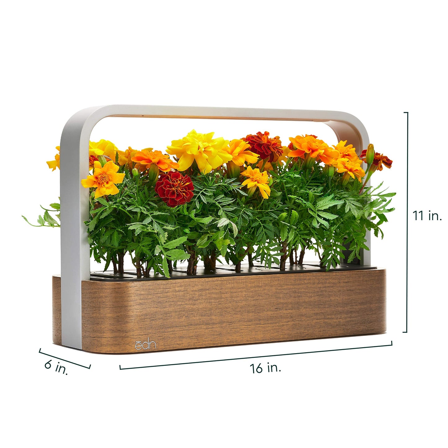 EDN SmallGarden with Basil SeedPods, Indoor Grow Smart Garden for iOS Devices - Fresh Home Grown Herbs, Plants and Flowers - Grow up to 10 Different Plants at Once