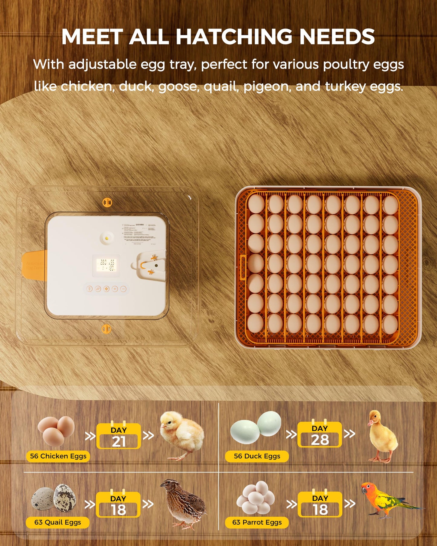 Besly 56 Egg Incubator with Automatic Egg Turning and Humidity Control, 360° Viewing, Chicken Incubator for Hatching Duck, Goose, Turkey, Quail, and Parrot Eggs, Egg Candler Ideal for Farm, Home