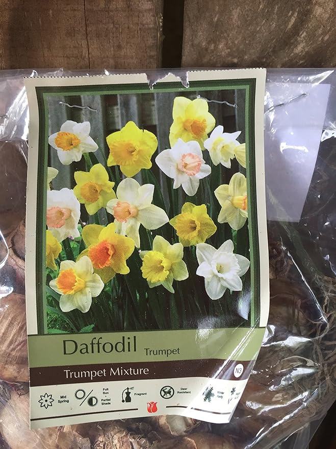 10 Daffodil Trumpet Mixture