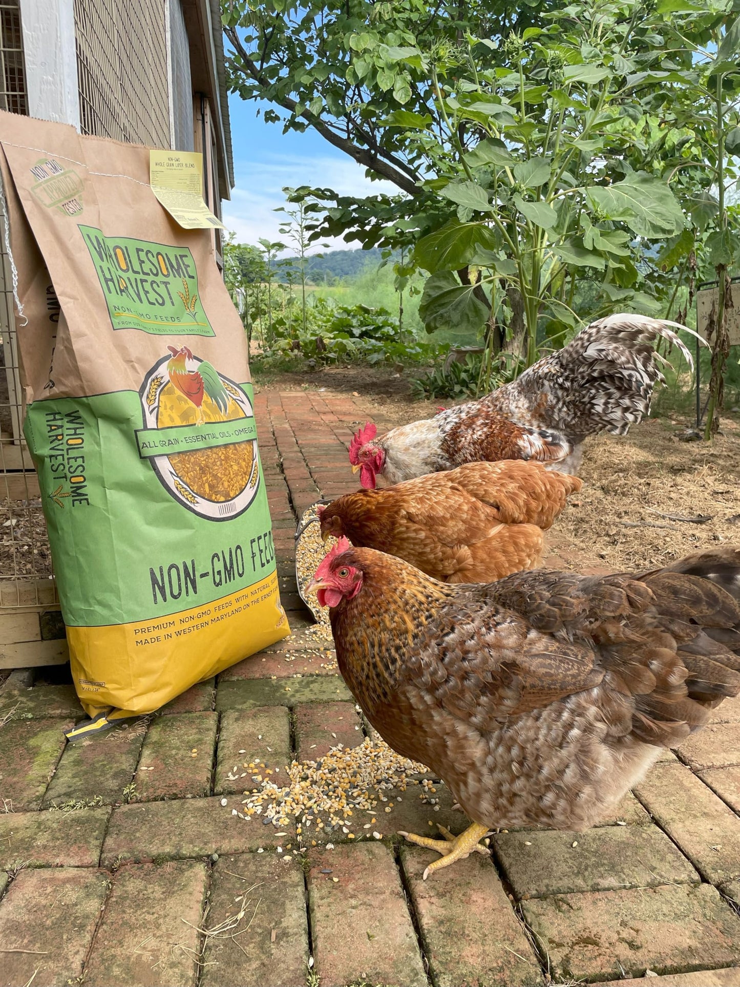 Wholesome Harvest - Corn & Soy-Free Chick Starter Feed - All Grain & Non-GMO Chick Food Starter with Omega 3 - Chicken Feed for Growing Healthy Chicks with High-Protein 22% and Probiotics - 10 Lb