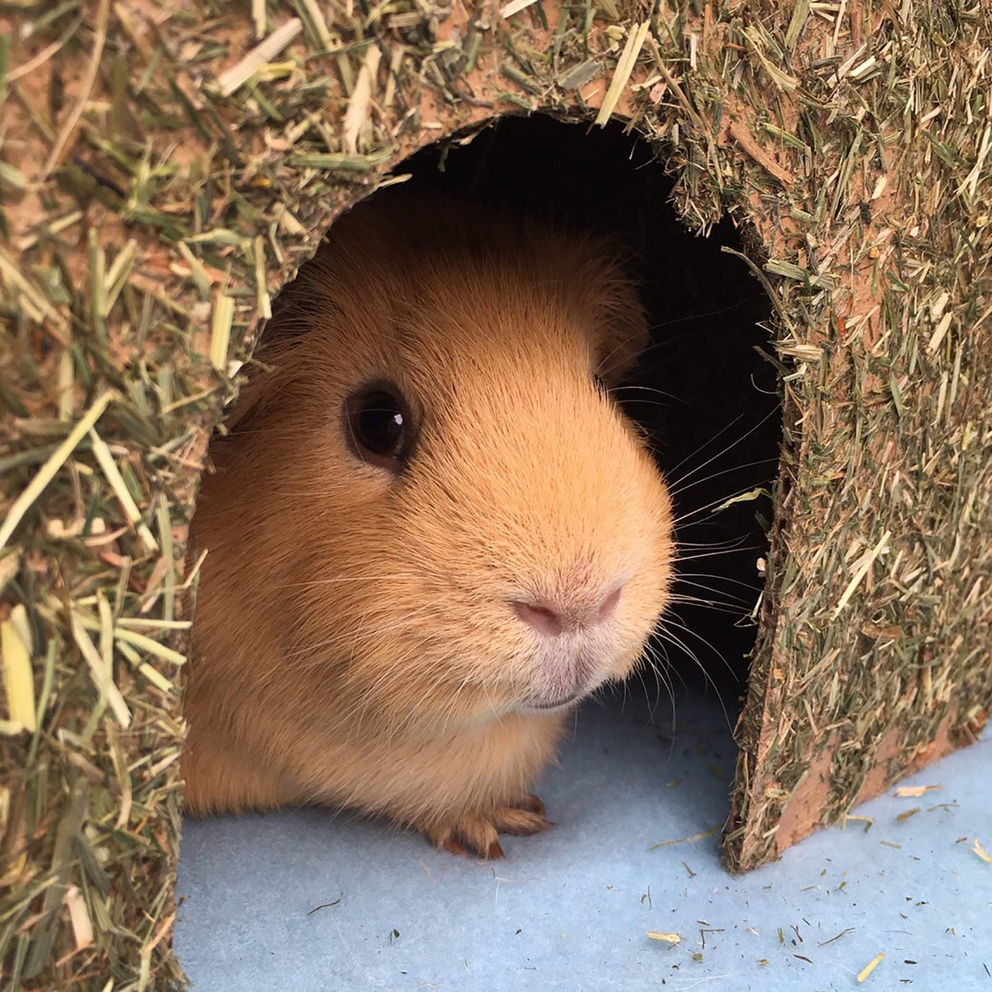 Rosewood Naturals Carrot Cottage House for Guinea Pigs, Chinchillas and Degus, Medium