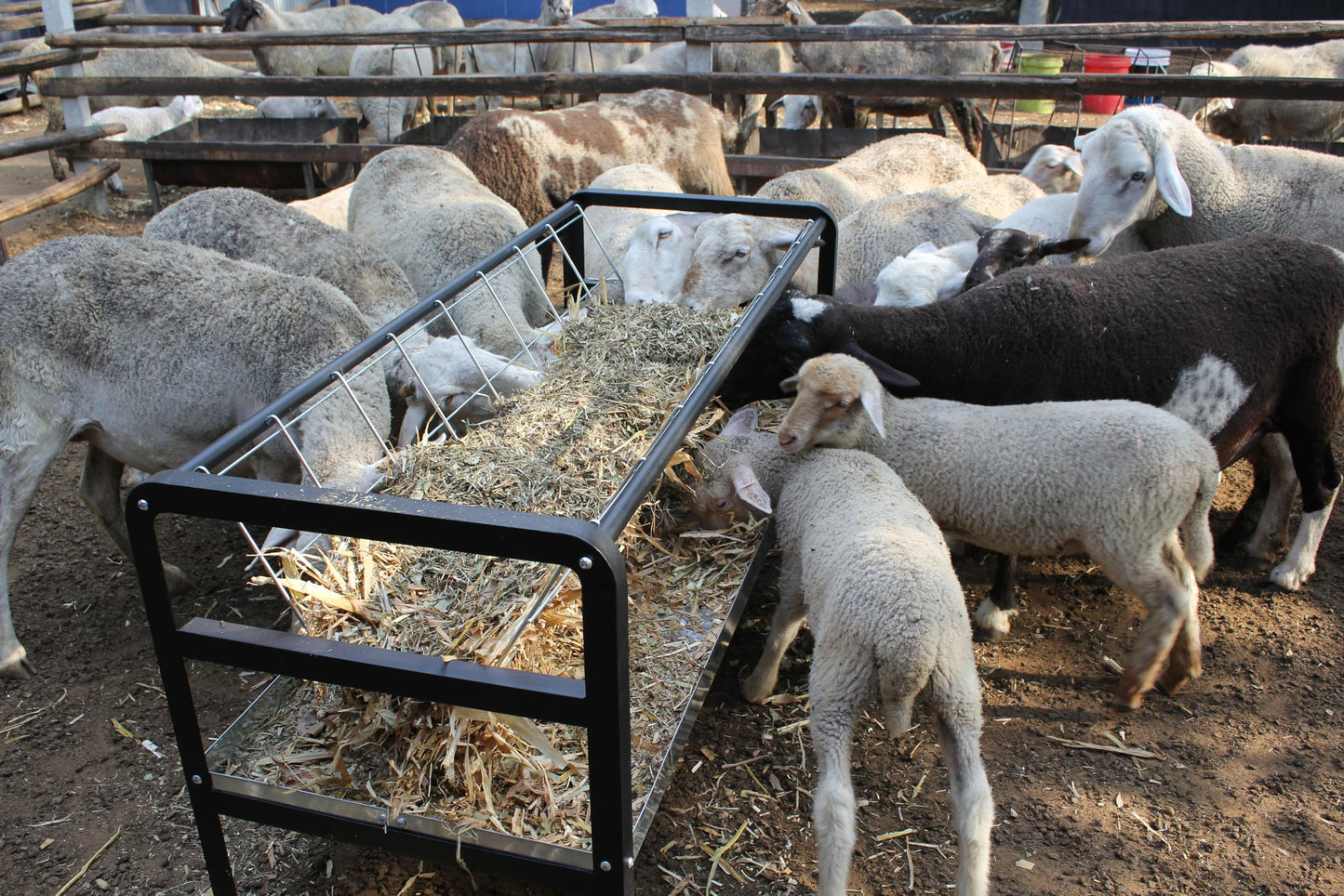 Goat Hay Feeder with Rack, Pasture Hay Grain Feeder for Goats, 59 in Long Outdoor Hay Rack Feeder 2 in 1 with All Steel Frame for Goat,Sheep, Horse, Small Livestock