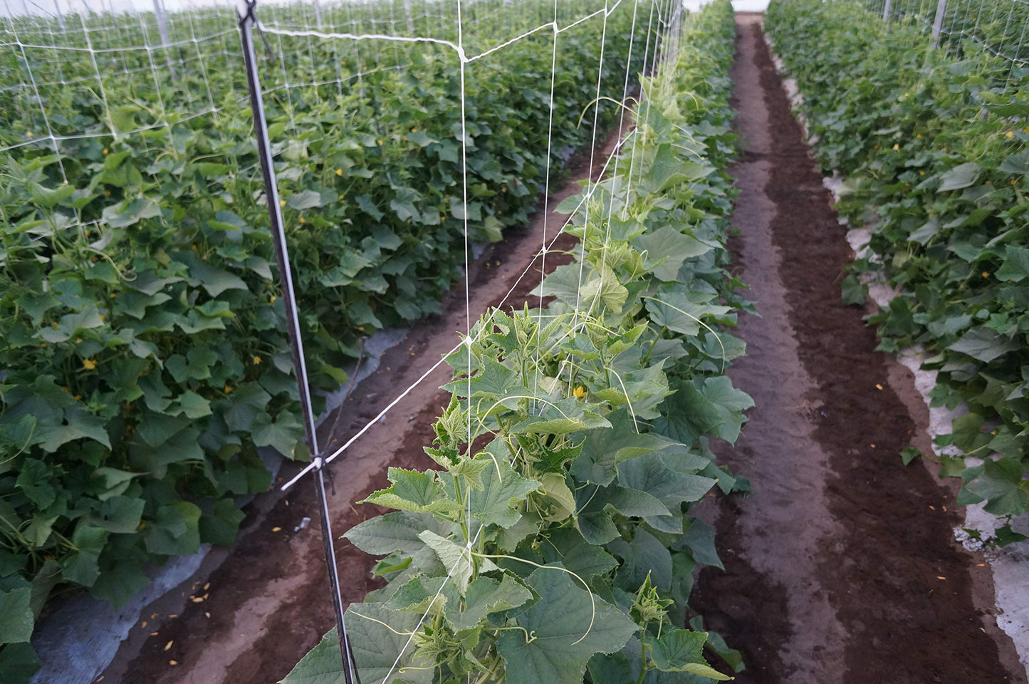 Hortomallas 5ft by 4920-Feet Professional Grade Vegetable Support Trellis Netting Roll/Scrog Net Roll, (59" x 4920' / 1.5m x 1500m) (mesh 5.9"x6.7" / 15cm x 17cm)