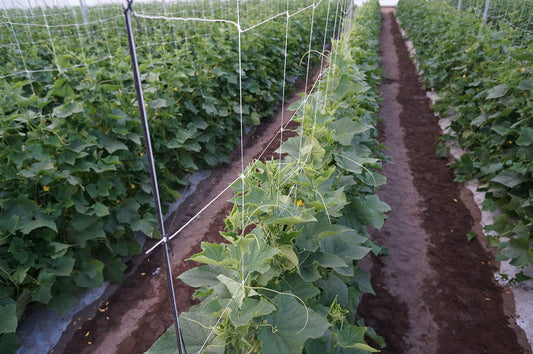 Hortomallas 5ft by 4920-Feet Professional Grade Vegetable Support Trellis Netting Roll/Scrog Net Roll, (59" x 4920' / 1.5m x 1500m) (mesh 5.9"x6.7" / 15cm x 17cm)