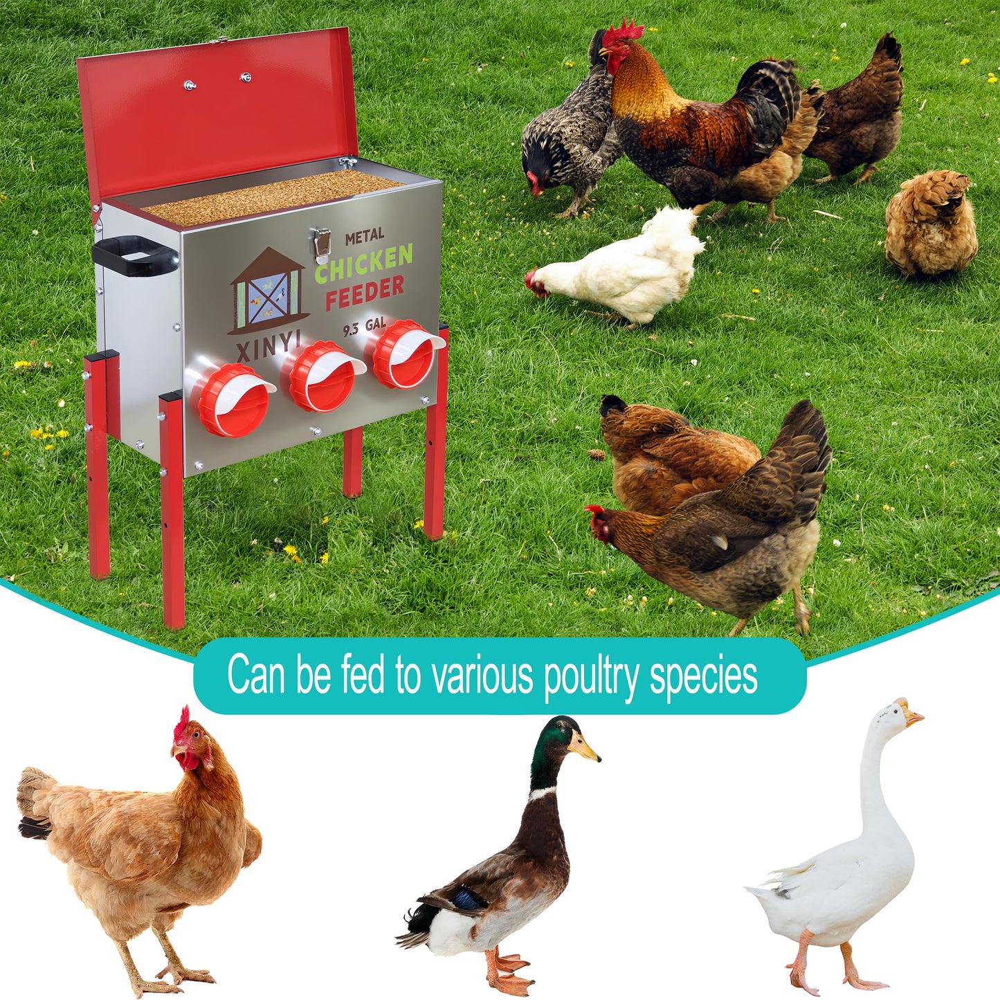 50 lb Automatic Chicken Feeder 6 Port, No Waste Poultry Pro Feeder with Legs, Rodent Proof Chicken Feeder, Weatherproof No Mess No Spill Galvanized Chicken Supplies 9.3 Gallon