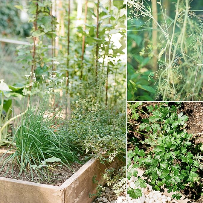 Sereniseed Certified Organic Herb Seeds (15-Pack) – Non GMO, Heirloom – Seed Starting Video