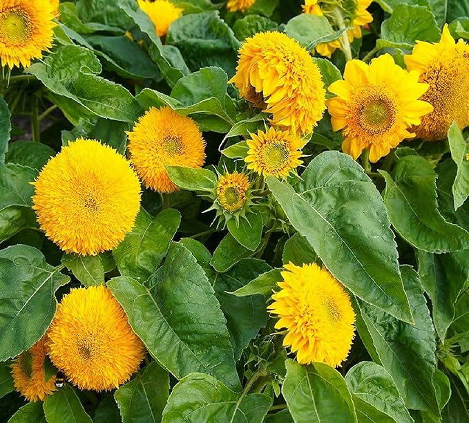 Dwarf Sunflower Seeds for Planting - Grow Teddy Bear Sun Flowers in Your Garden - 25 Non GMO Heirloom Seeds - Full Planting Instructions for Easy Grow - Great Gardening Gifts (5 Packets)